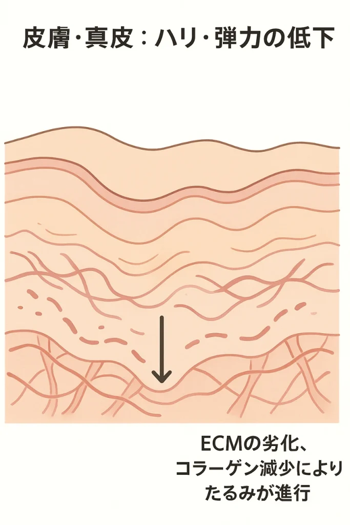 皮膚・真皮：ハリ・弾力の低下、ECMの劣化、コラーゲン減少によりたるみが進行