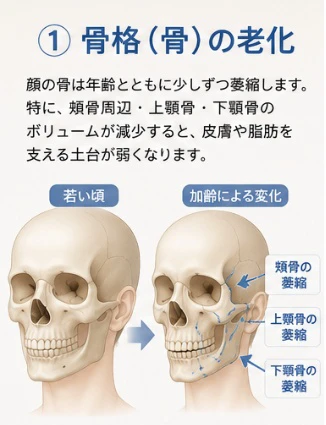 1. 骨格の老化