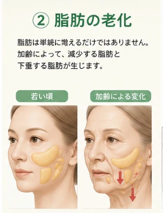 2. 脂肪の老化