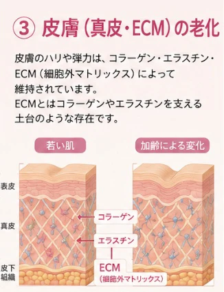 3. 皮膚の老化