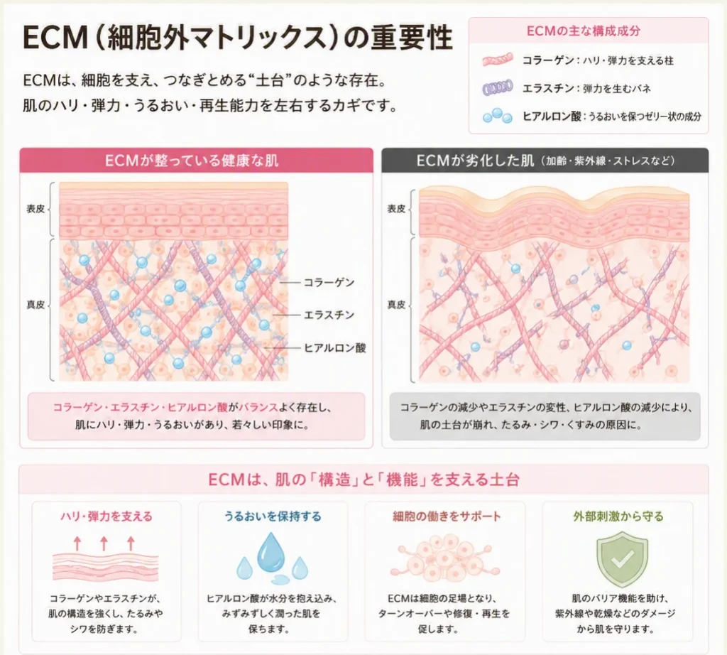 ECM（細胞外マトリックス）の重要性